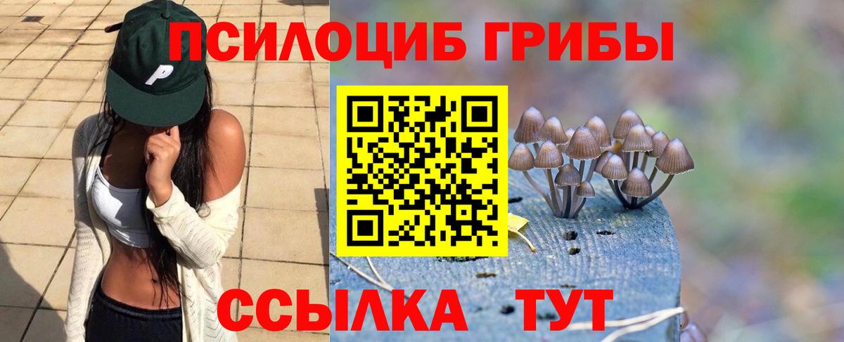 Псилоцибиновые грибы GOLDEN TEACHER  Вход с VPN  Курчалой  Галлюциногенные грибы мухоморы 